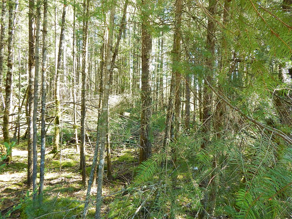 Some forest, some pasture...