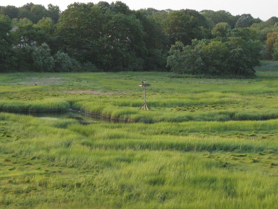 Marsh & River Views