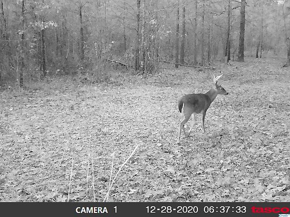 2nd image of 0 Wild Rose Trl