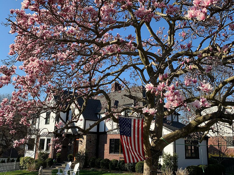 Magnolia blooms every spring on the fenced-in corner lot.
