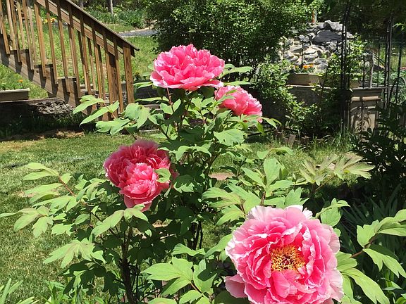 Beautiful Perennials