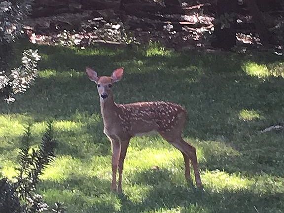 Summer Fawn in Front Yard