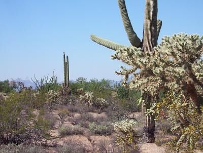 2nd image of 35254 S Saguaro Vis