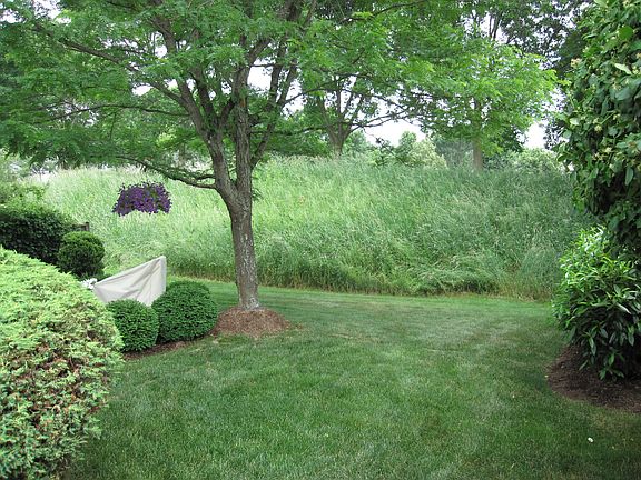 back yard