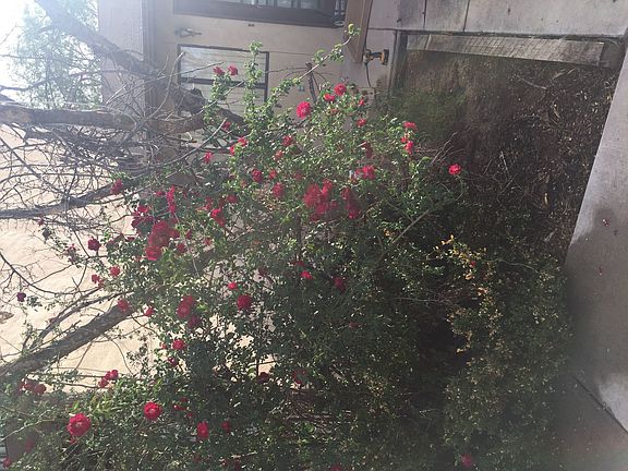 5th image of 790 W Mesa Verde Dr