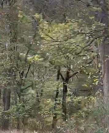 5th image of 100 County Road 620