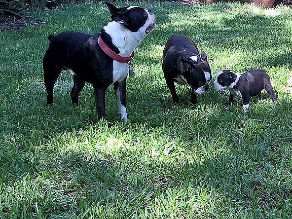 3 BT's