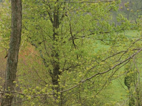 Wooded portion of lot #2