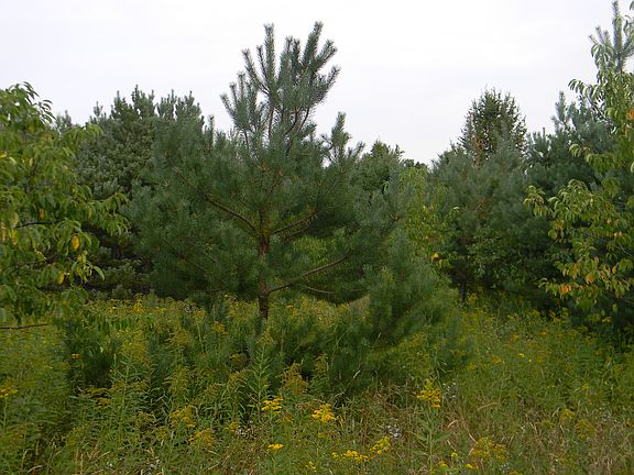 4th image of 33157 Paavola Road