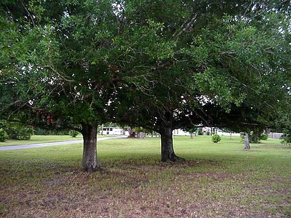 Beautiful Florida Oaks