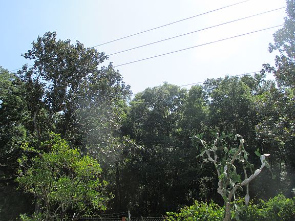2nd image of 116 Royal Palm Dr
