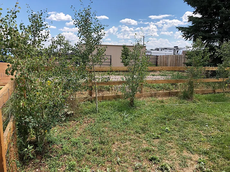 Backyard with new fruit trees including grafted 4 apple types tree, cherry tree, pluerry tree, pluot tree, a bunch of aspen trees, oak tree, and Colorado blue spruce tree.