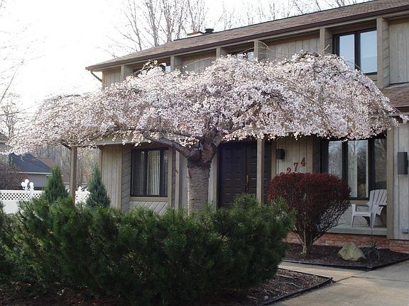 2nd image of 9274 Cherrystone Dr