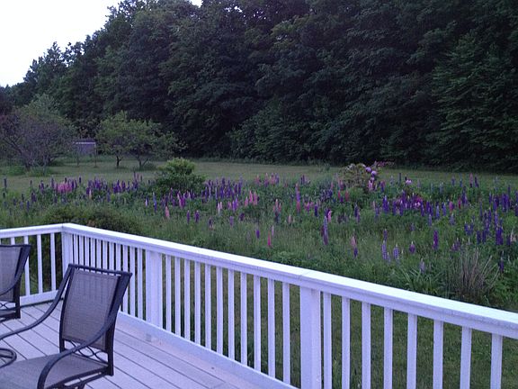 Back deck and perennials