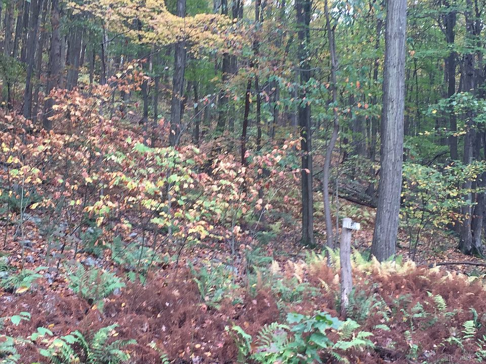 Wooded Half-Acre (0.51) lot 
