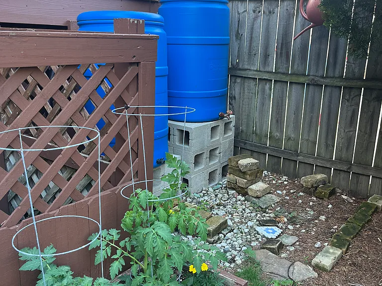 Rain barrels to water the plants in the back yard