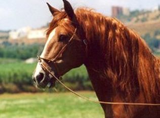 12365 SW 90th Pl, Dunnellon, FL 34432