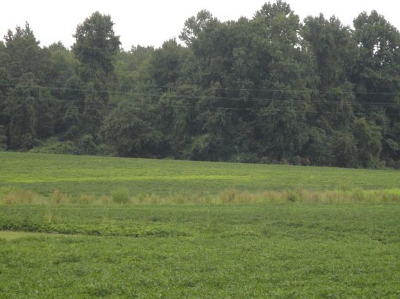 5th image of 47.112 Acres Quince Road