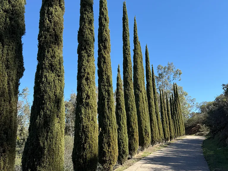 Main Driveway