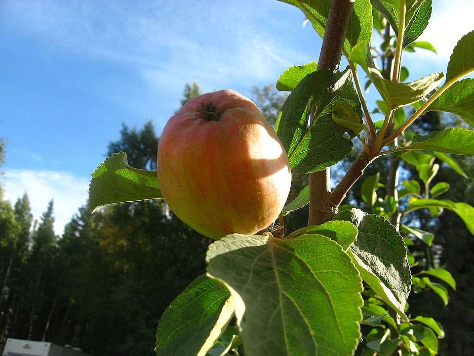 apple tree 4 on property