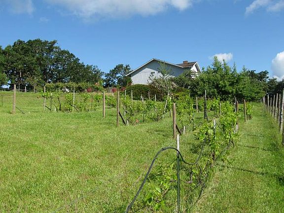 Grapes and Fruit Trees