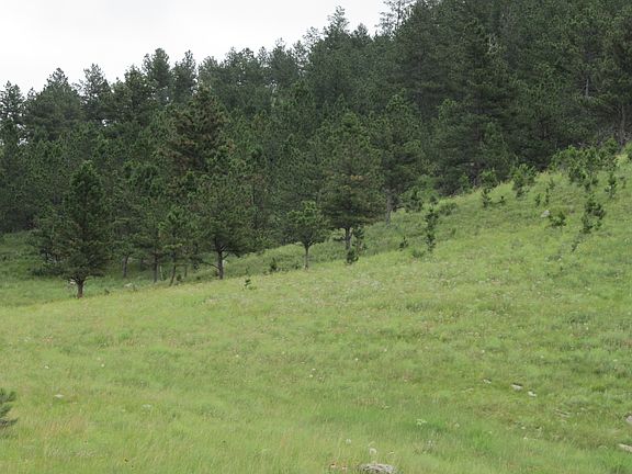 beautiful meadow and trees