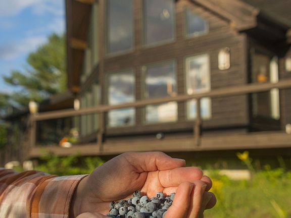 Pick wild blueberries