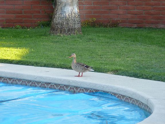 A real SNOWBIRD