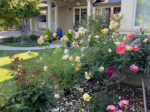 Front Yard Rose Garden