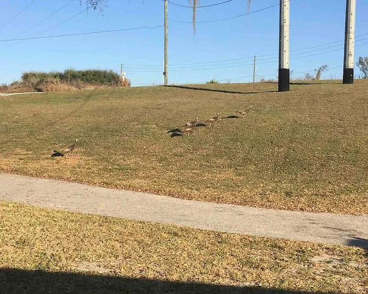 turkeys