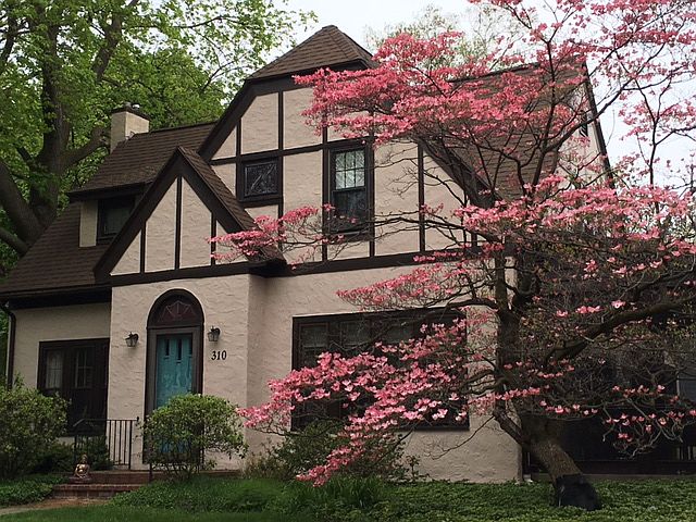 Dogwood in bloom