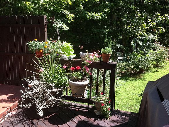 Back deck view of the woods