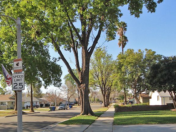 Tree-shaded street