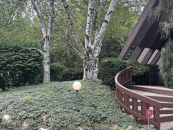 big beautiful birch trees