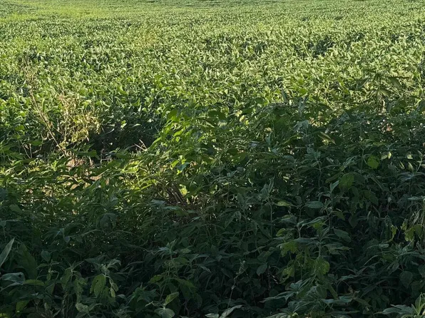 Truax Traer Rd, Elkville, IL 62932