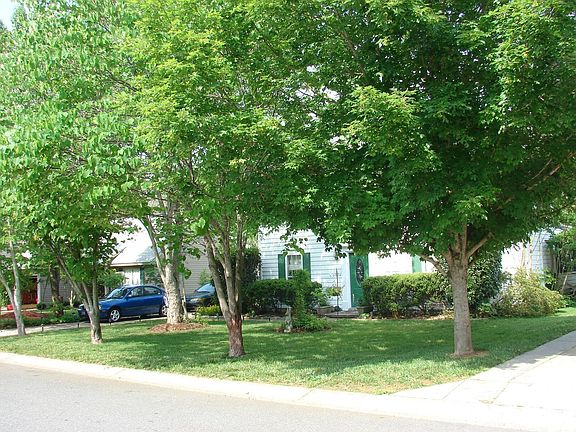 Well-shaded front yard