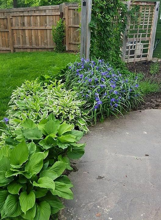 landscaping around back patio