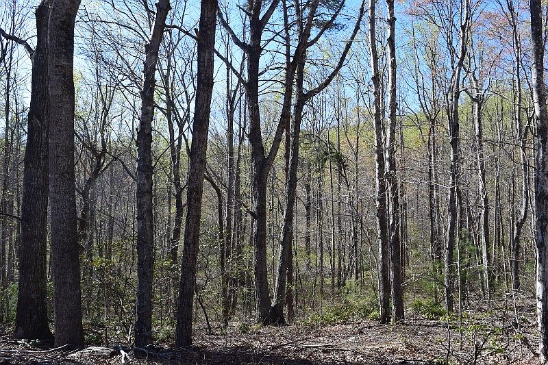 1st image of Dogwood Mountain Ln