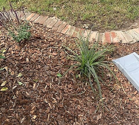 NC full sun perennial plants