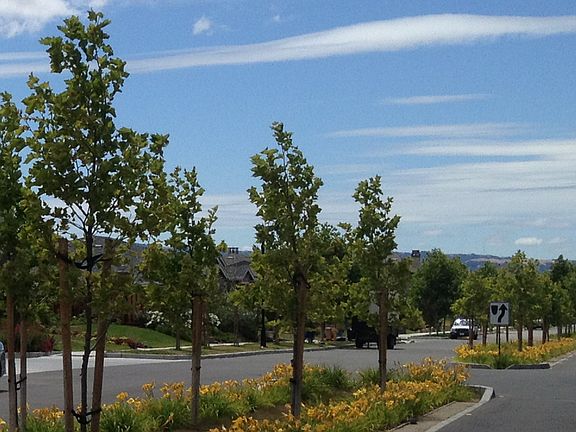 Arroyo Crossing Median