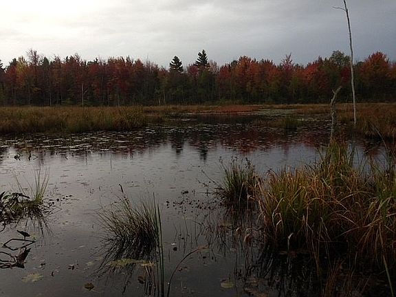 Hall Creek, Beaver Flow
