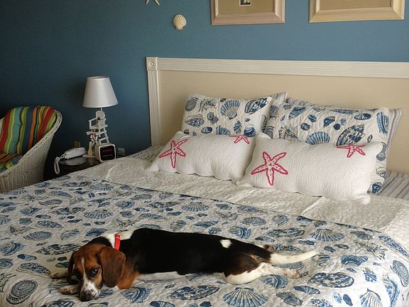 Bedroom no dog included 