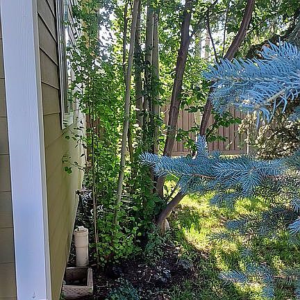 South side of house.  