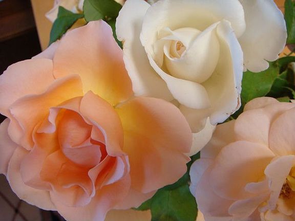 Rose bloom in the large landscaped lot