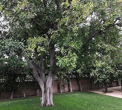 5th image of 8909 Nevada Ave