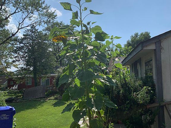 view tall and pretty sunflowers during the summer time.