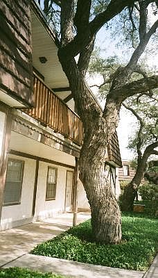 2nd image of 8715 Starcrest Dr #21