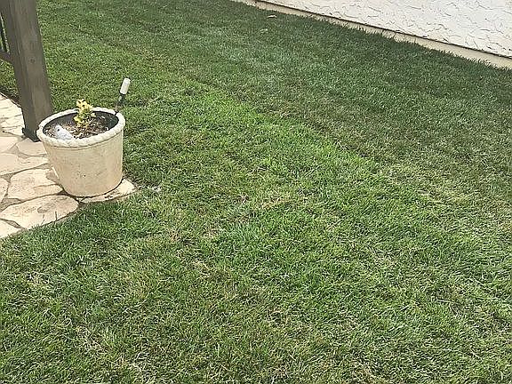Full grass backyard 