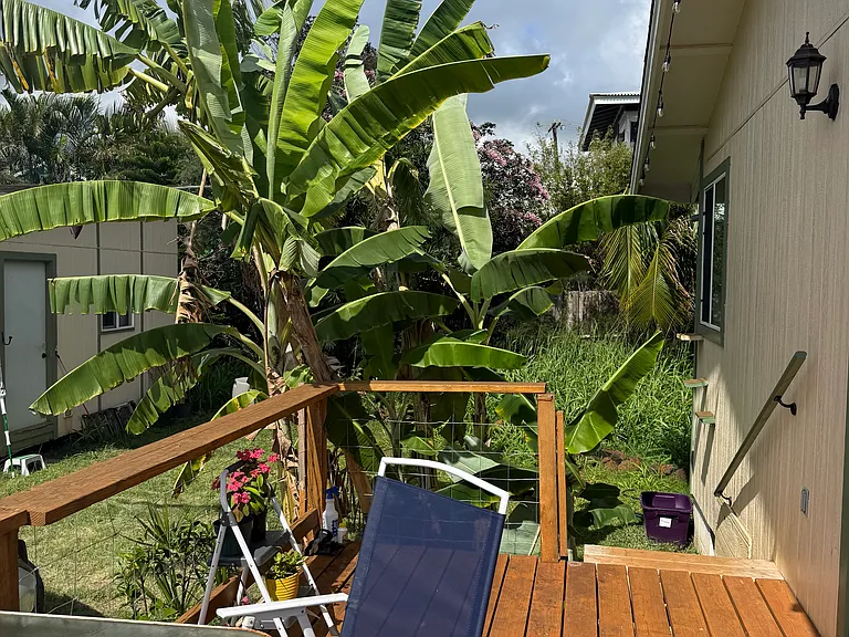 Banana trees for your use your property! More pictures of the yard coming soon..
