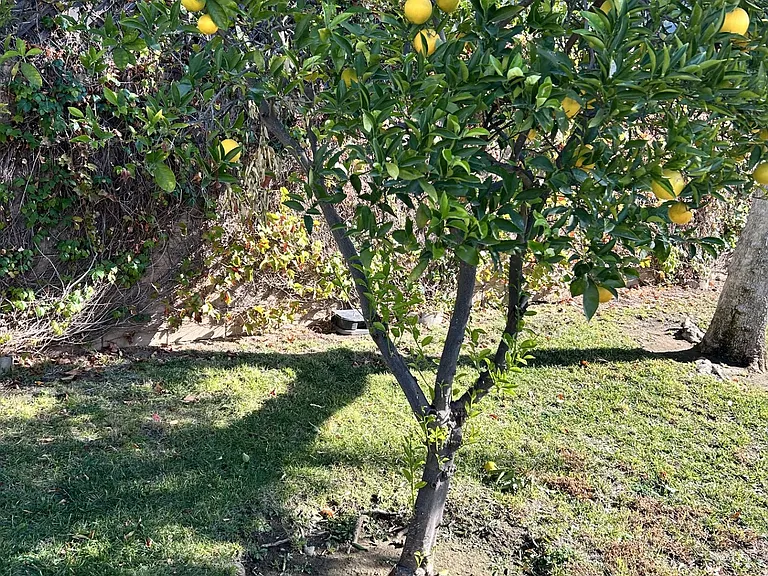 Sylmar Villas Senior Living — Photo 9